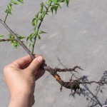 ぎゃあああ～根っこが無い！