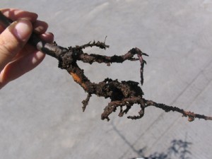 コガネムシに食われた梅の根