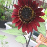 ヒマワリが咲き始めた