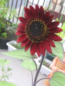 ヒマワリが咲き始めた