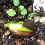 ミラクルフルーツ発芽間近、種皮が割れてグリーンに