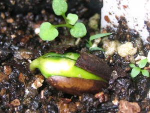 ミラクルフルーツ発芽間近、種皮が割れてグリーンに