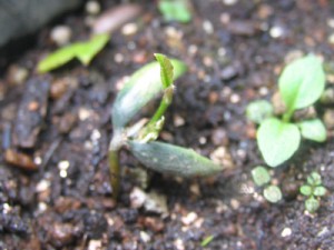 ミラクルフルーツの発芽