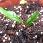 ツヤツヤの葉っぱが出てきました！