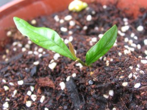 ツヤツヤの葉っぱが出てきました！