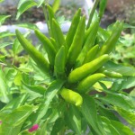 タカノツメ唐辛子