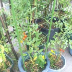 トマト王子、発芽から日目です