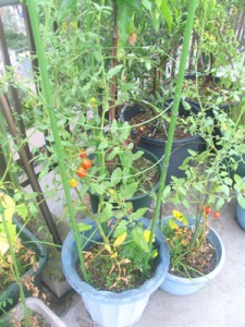 トマト王子、発芽から日目です