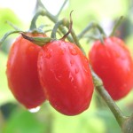 トマト王子の収穫がはじまりました