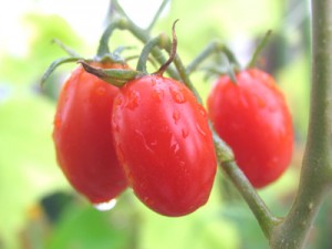 トマト王子の収穫がはじまりました