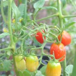 実付きはけっこう良い