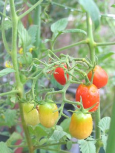 実付きはけっこう良い