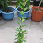 リンゴのサンつがる、発芽399日目