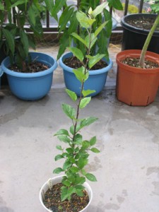 リンゴのサンつがる、発芽399日目