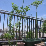 サン津軽、今年の五月