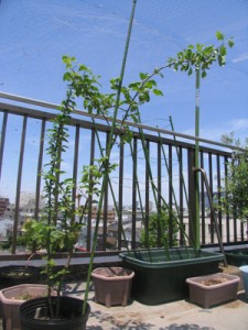 サン津軽、今年の五月