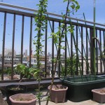 剪定しました！