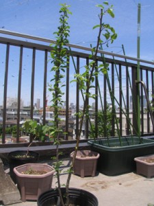 剪定しました！