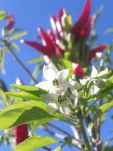 10月のタカノツメ唐辛子