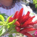 真っ赤な唐辛子、収穫しました！