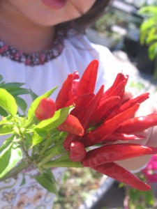 真っ赤な唐辛子、収穫しました！