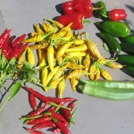 屋上菜園、秋の収穫