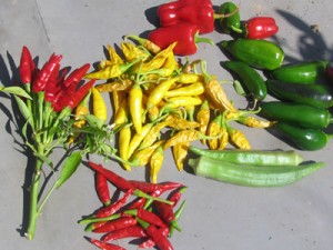 屋上菜園、秋の収穫