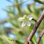 こんな季節に、梅一輪