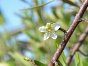 こんな季節に、梅一輪