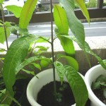 背丈20センチまで成長したマンゴー