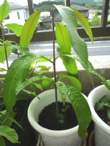 背丈20センチまで成長したマンゴー