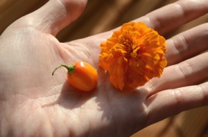 ちっこいオレンジハバネロ収穫！