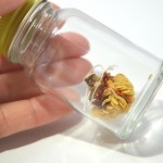 新潟県のトウガラシ「かぐらなんばん」の種