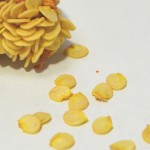 神楽南蛮（かぐらなんばん）の種