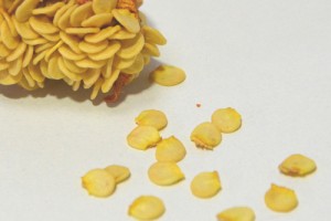 神楽南蛮（かぐらなんばん）の種