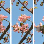 サクラとメジロ