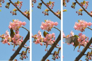 サクラとメジロ