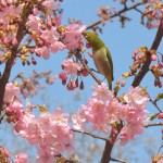 河津桜とメジロ