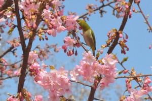 河津桜とメジロ