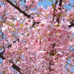 満開の河津さくら
