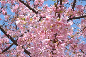 満開の河津さくら