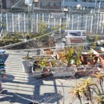 100均の防鳥網崩壊