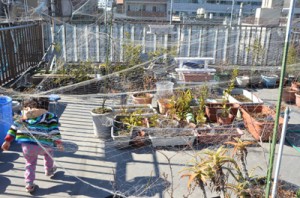 100均の防鳥網崩壊