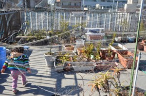 100均の防鳥網崩壊