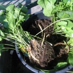 再生栽培747日目の西洋わさび（ホースラディッシュ）