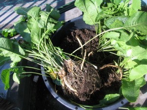 再生栽培747日目の西洋わさび（ホースラディッシュ）