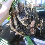 ずっしり重い！西洋わさびの収穫