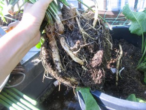 ずっしり重い！西洋わさびの収穫