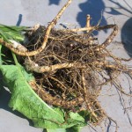 根っこの土を落としたところ