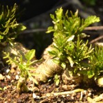 4月の西洋わさび